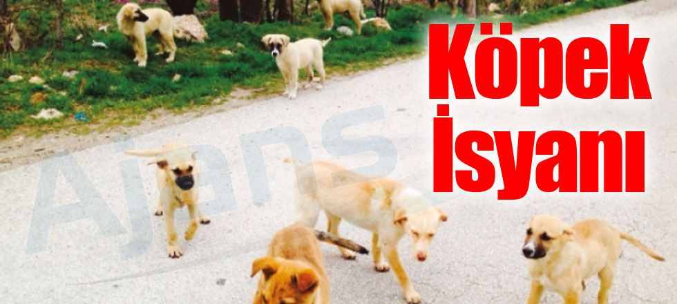 Deri OSB'de Köpek İsyanı