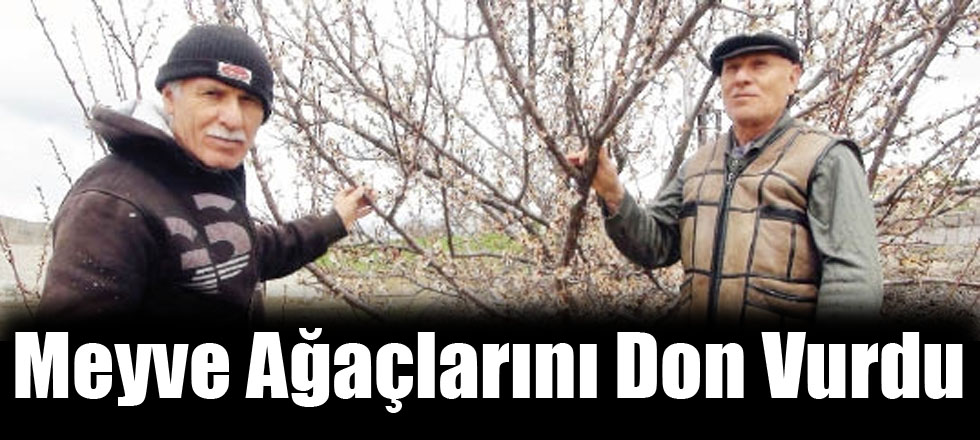 Meyve Ağaçlarını Don Vurdu