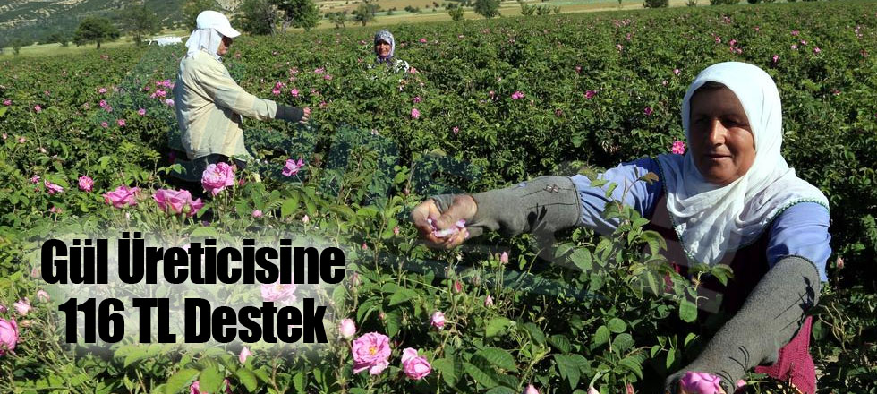 Gül Üreticisine 116 TL Destek