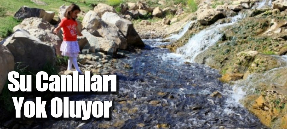 Su Canlıları Yok Oluyor