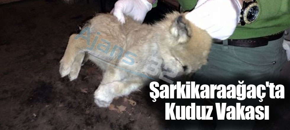 Şarkikaraağaç'ta Kuduz Vakası