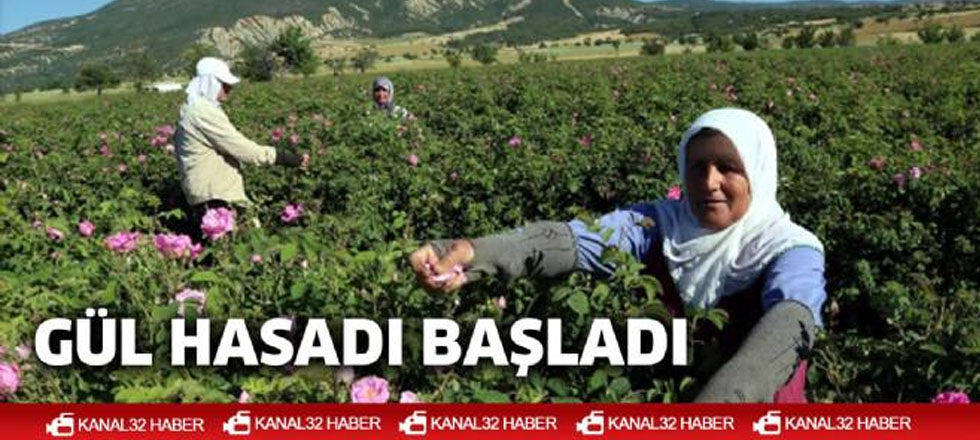 Gül Hasadı Başladı