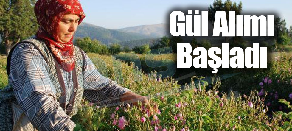 Gül Alımı Başladı