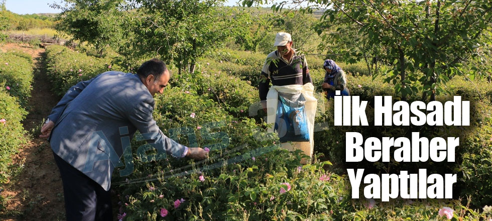 İlk Hasadı Beraber Yaptılar