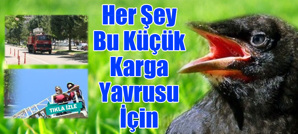 İtfaiye'den Karga Yavrusu Operasyonu