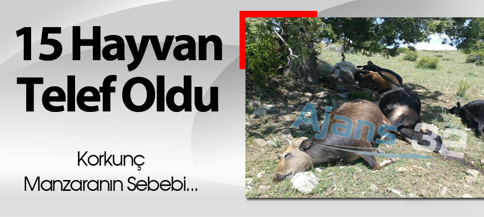 15 Hayvan Telef Oldu