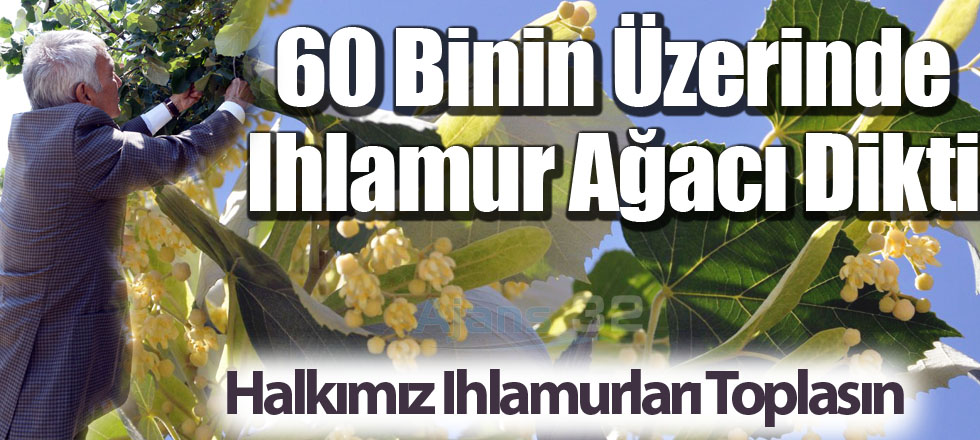 60 Binin Üzerinde Ihlamur Ağacı Dikti
