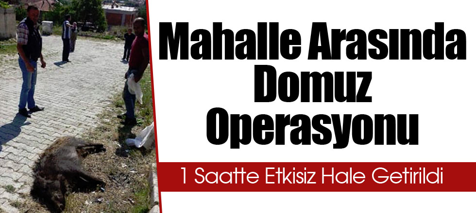 Mahalle Arasında Domuz Operasyonu