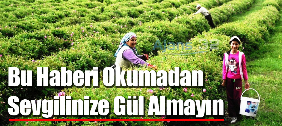 Bu Haberi Okumadan Sevgilinize Gül Almayın