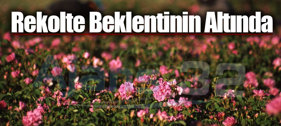 Rekolte Beklentinin Altında