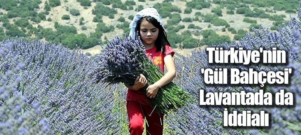 Türkiye'nin 'Gül Bahçesi' Lavantada da İddialı