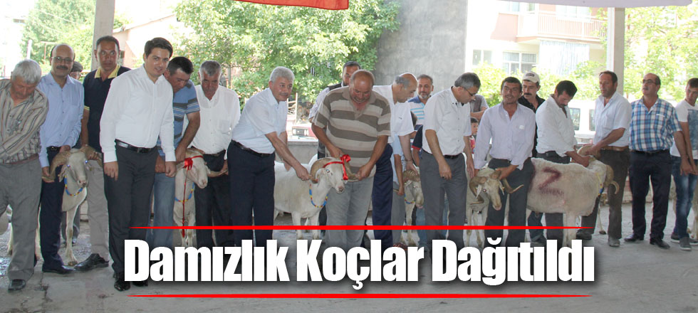 Damızlık Koçlar Dağıtıldı