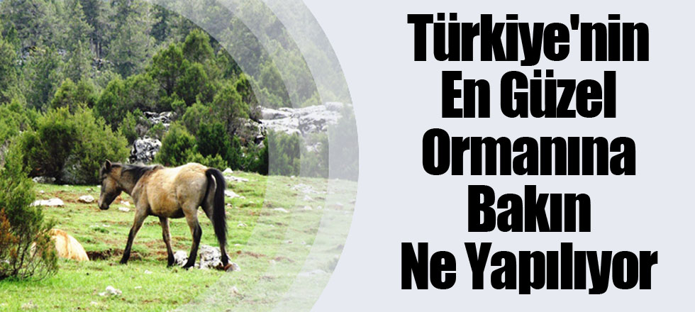 Türkiye'nin En Güzel Ormanına Bakın Ne Yapılıyor