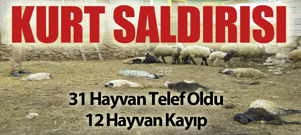 Kurt Saldırısı: 31 Hayvan Telef Oldu