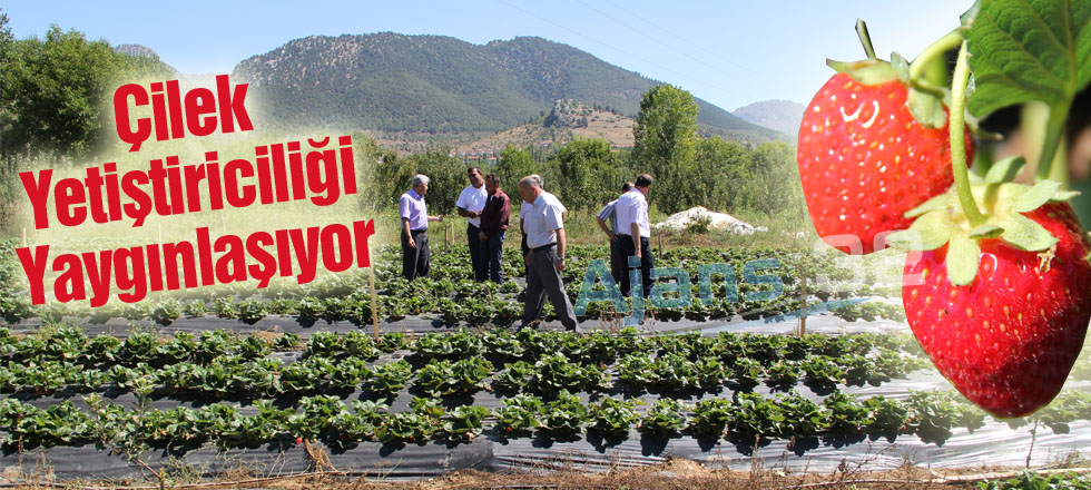 Çilek Yetiştiriciliği Yaygınlaşıyor