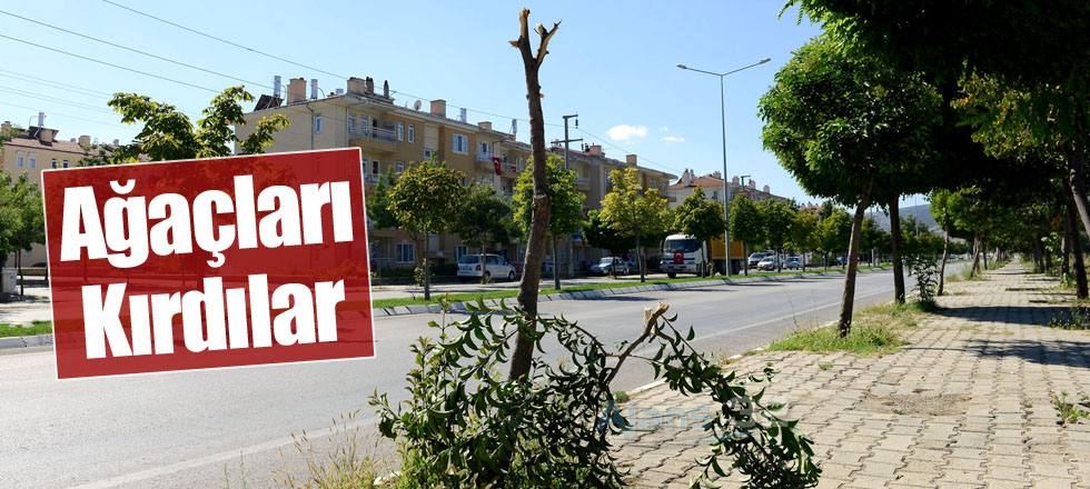 Onlarca Ağaç Kırıldı