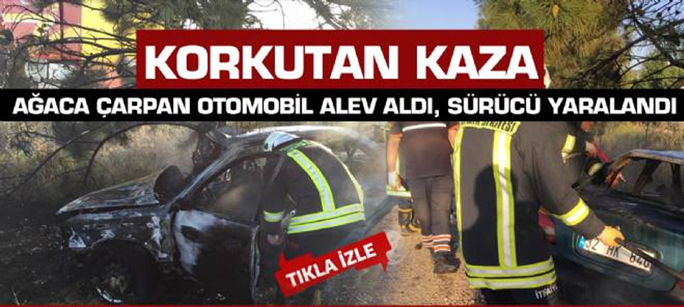 Ağaca Çarptı... Alev Aldı... Sürücü Yaralı
