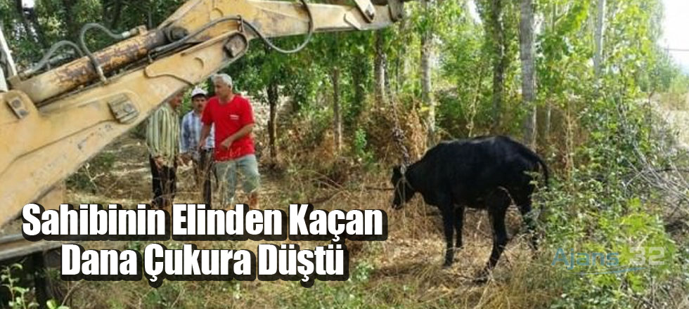 Sahibinin Elinden Kaçan Dana Çukura Düştü