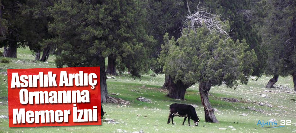 Asırlık Ardıç Ormanına Mermer Ocağı İzni