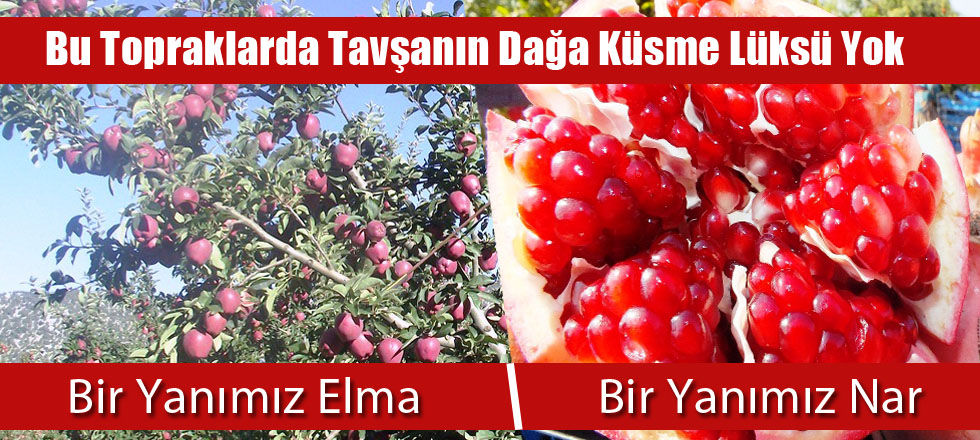 Bir Yanımız Elma Bir Yanımız Nar