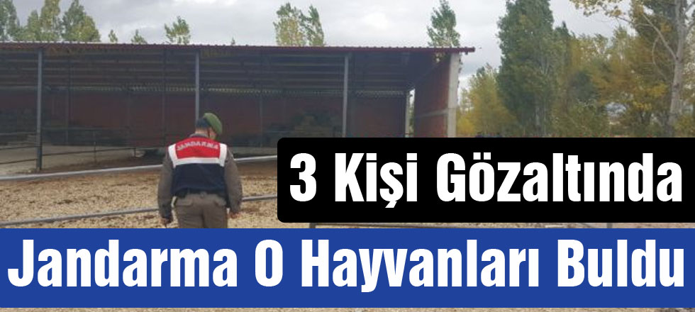 Jandarma O Hayvanları Buldu