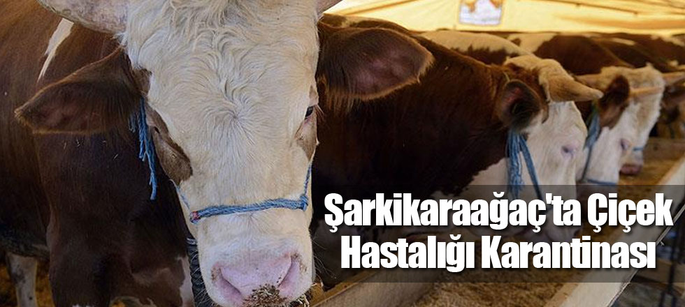 Şarkikaraağaç'ta Çiçek Hastalığı Karantinası