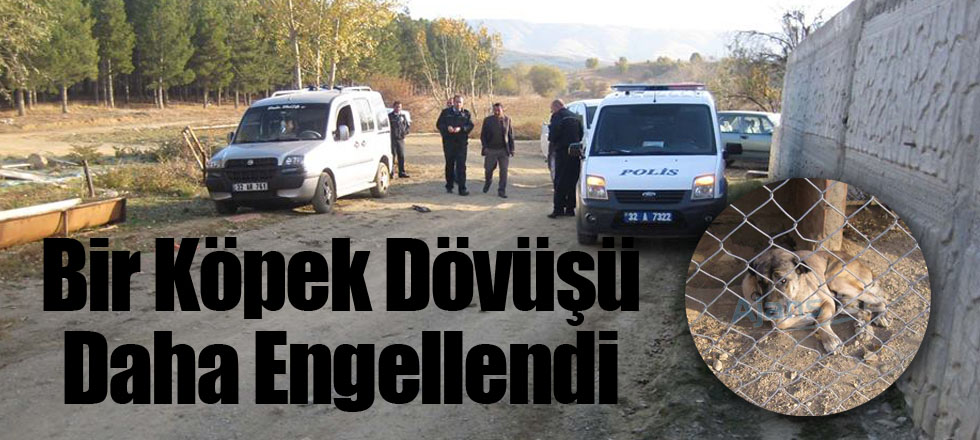Bir Köpek Dövüşü Daha Engellendi
