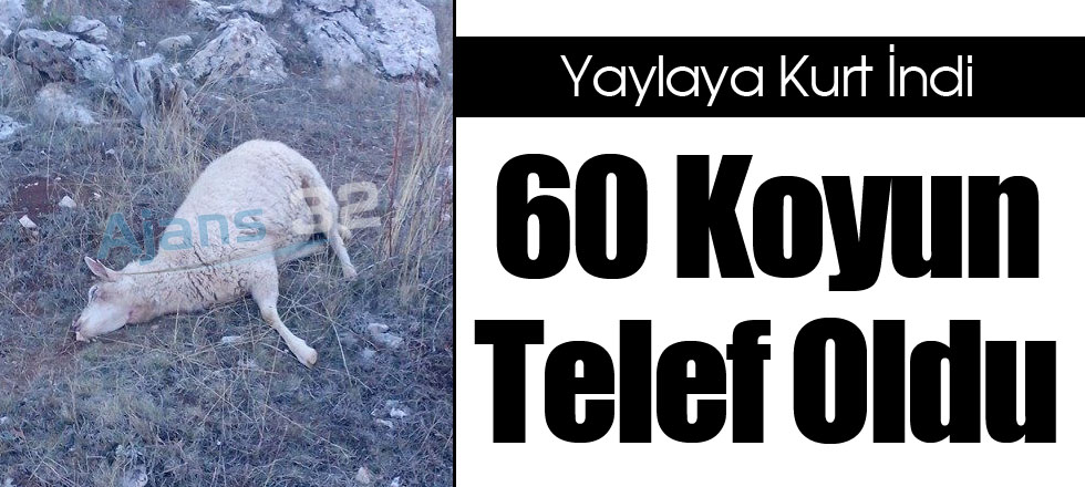 60 Koyun Telef Oldu