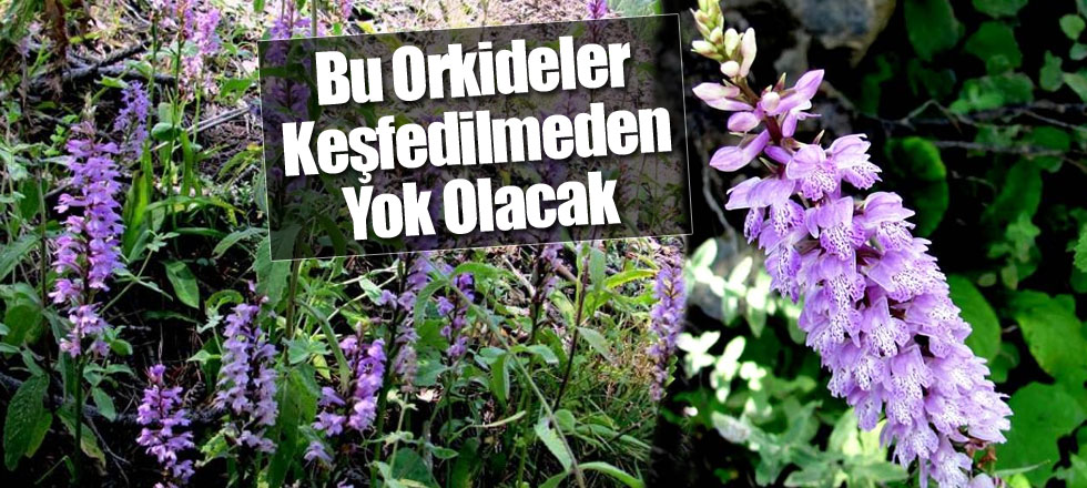 Bu Orkideler Keşfedilmeden Yok Olacak