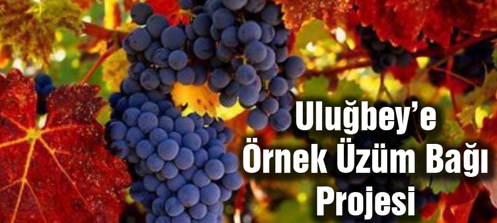 Uluğbey'e Örnek Üzüm Bağı Projesi