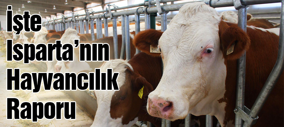 İşte Isparta'nın Hayvancılık Raporu