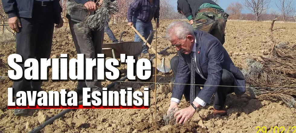 Sarıidris'te Lavanta Esintisi