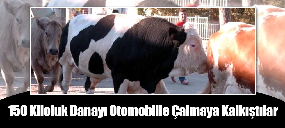 150 Kiloluk Danayı Otomobille Çalmaya Kalkıştılar