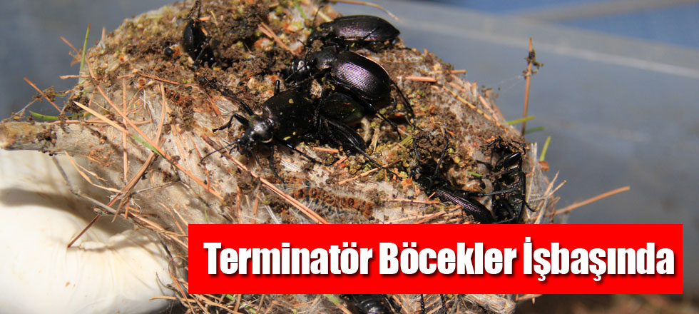 Terminatör Böcekler İşbaşında