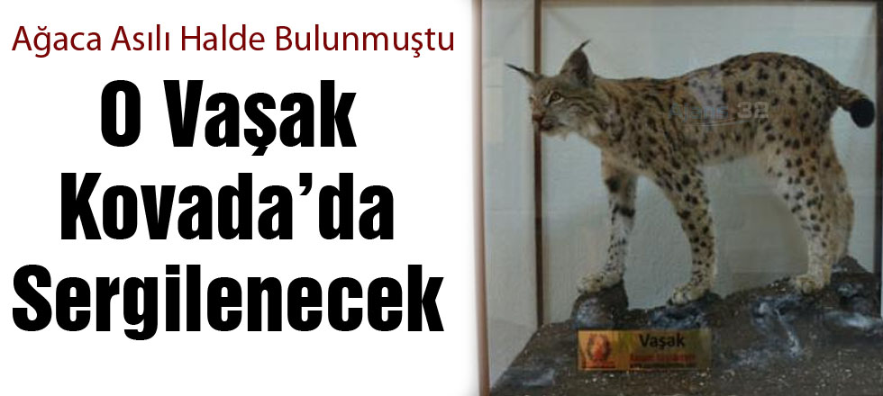 O Vaşak Kovada'da Sergilenecek