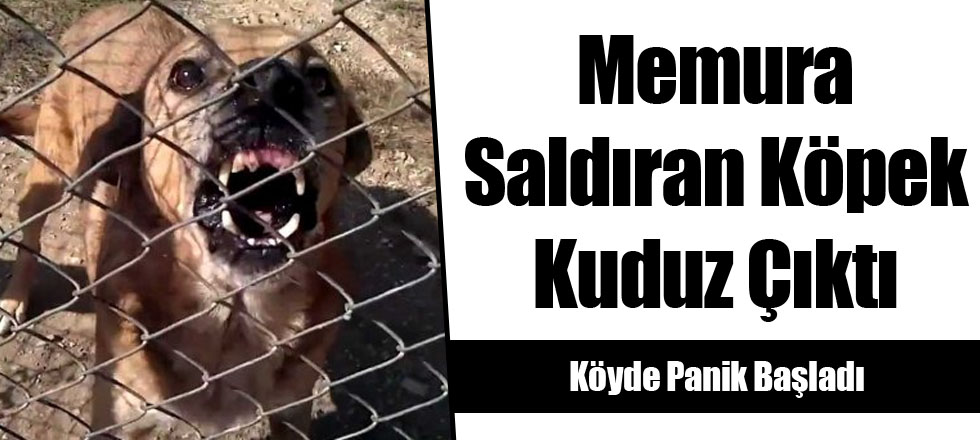 Memura Saldıran Köpek Kuduz Çıktı