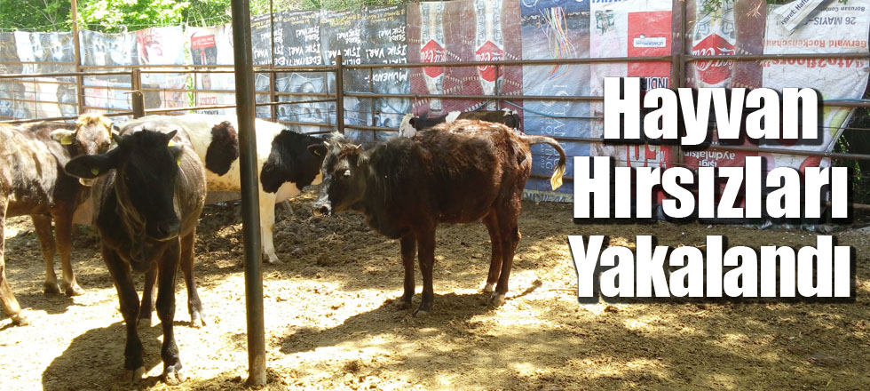 Hayvan Hırsızları Yakalandı