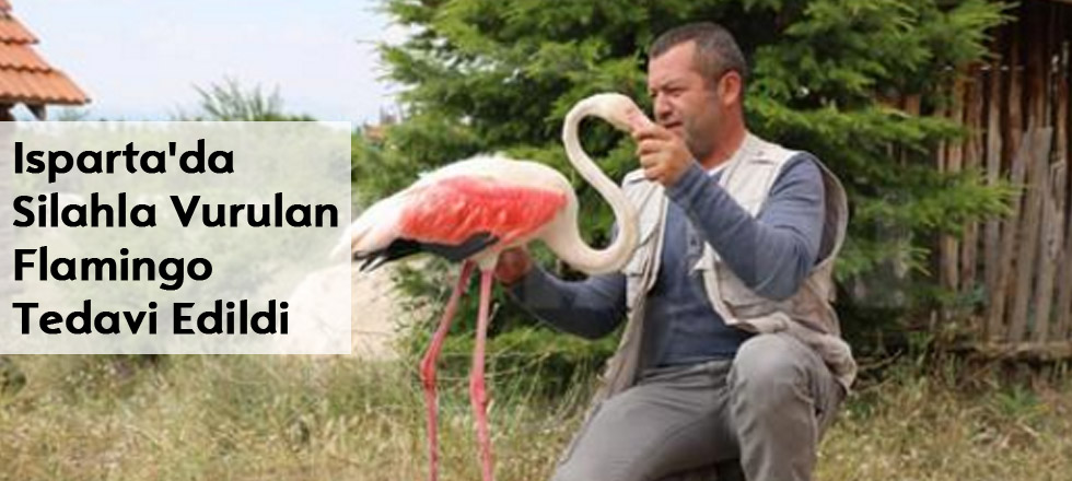 Isparta'da Silahla Vurulan Flamingo Tedavi Edildi
