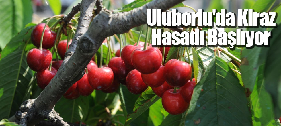 Uluborlu'da Kiraz Hasadı Başlıyor