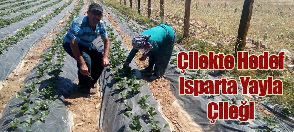 Çilekte Hedef Isparta Yayla Çileği