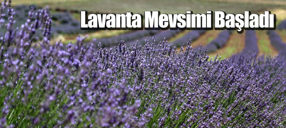 Lavanta Mevsimi Başladı