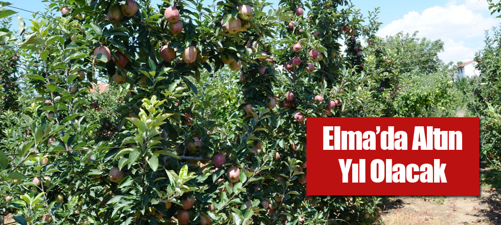 Elma’da Altın Yıl Olacak