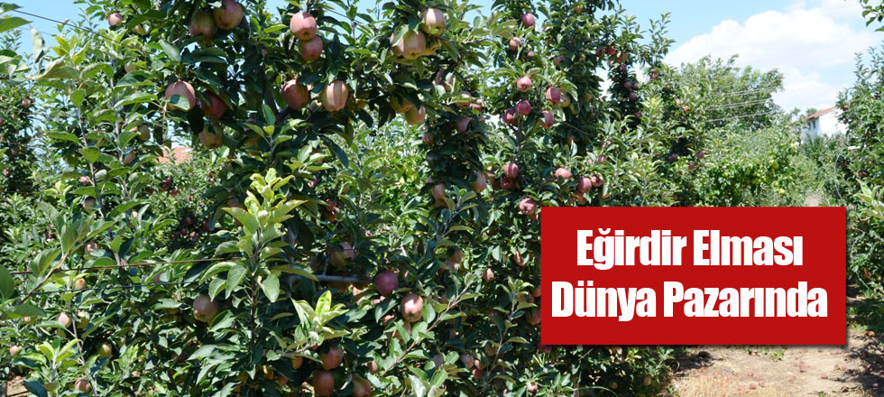 Eğirdir Elması Dünya Pazarında