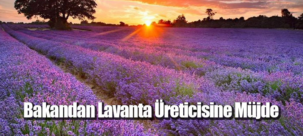 Bakandan Lavanta Üreticisine Müjde
