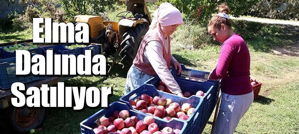 Isparta Elması Dalında Satılıyor