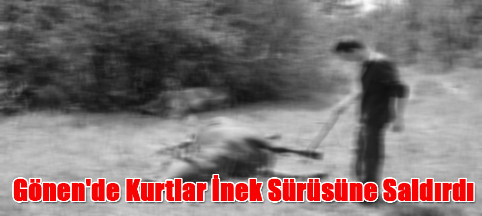 Gönen'de Kurtlar İnek Sürüsüne Saldırdı