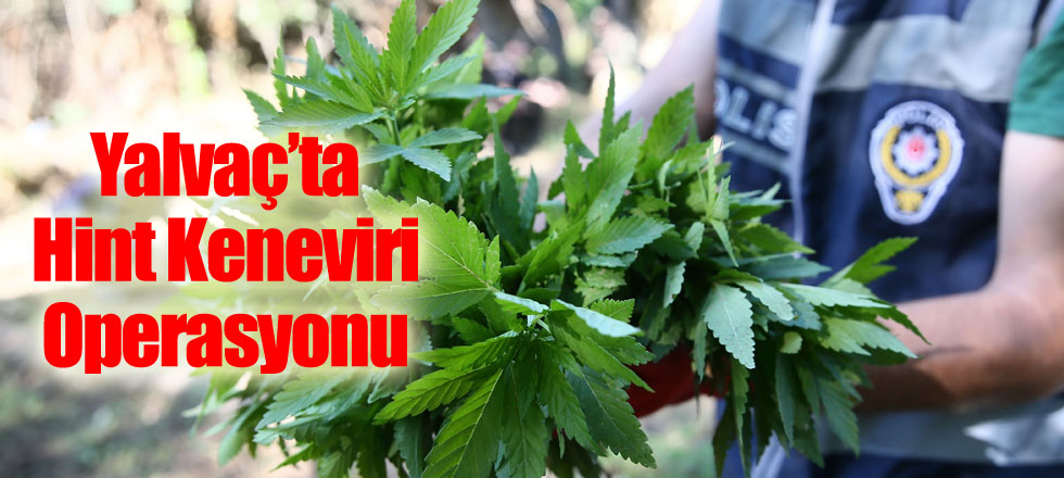 Yalvaç’ta Hint Keneviri Operasyonu