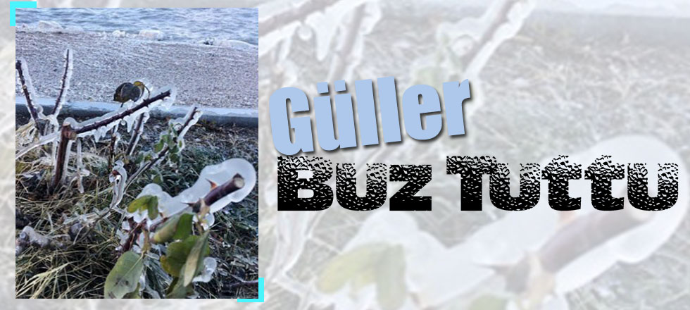 Göl Kenarındaki Güller Buz Tuttu