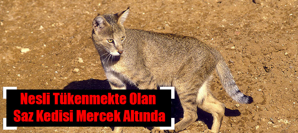 Nesli Tükenmekte Olan Saz Kedisi Mercek Altında