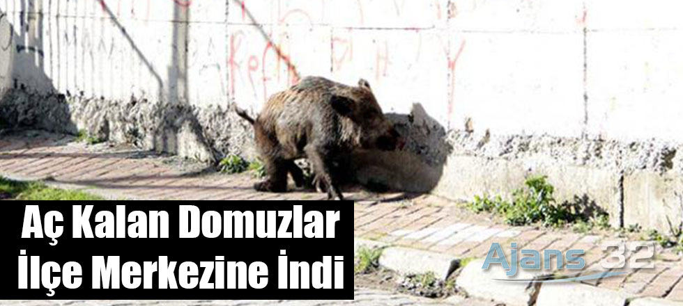 Aç Kalan Domuzlar İlçe Merkezine İndi